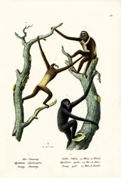Siamang, 1824